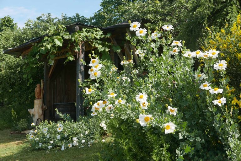 Romneya coulteri