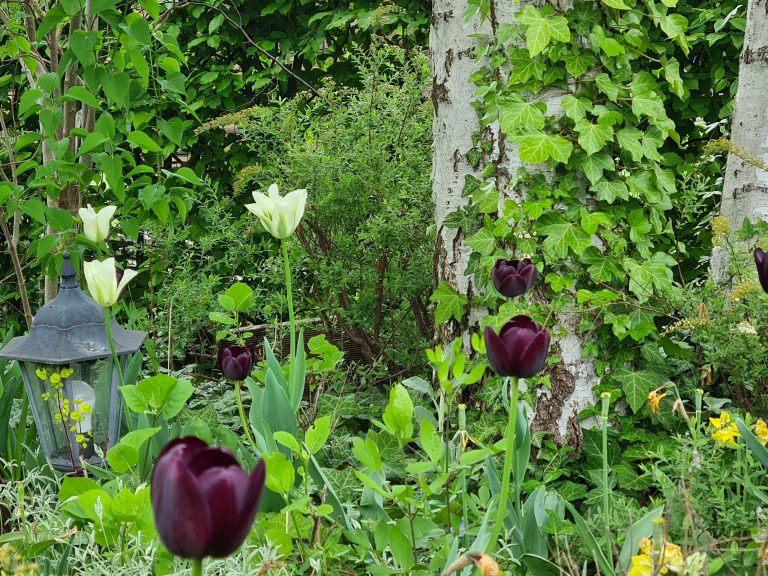 SG Hackl, Tulpen schwarz-weiß