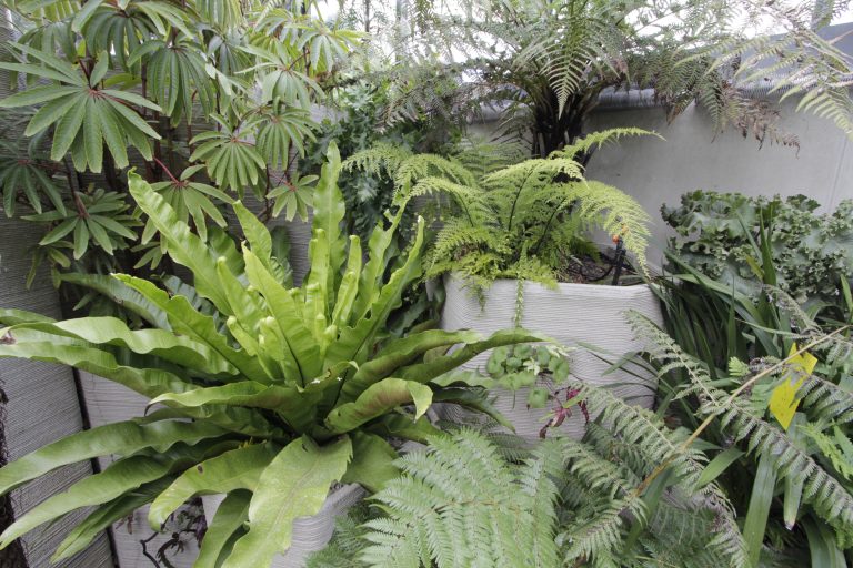 ecolutionlab_fernery03