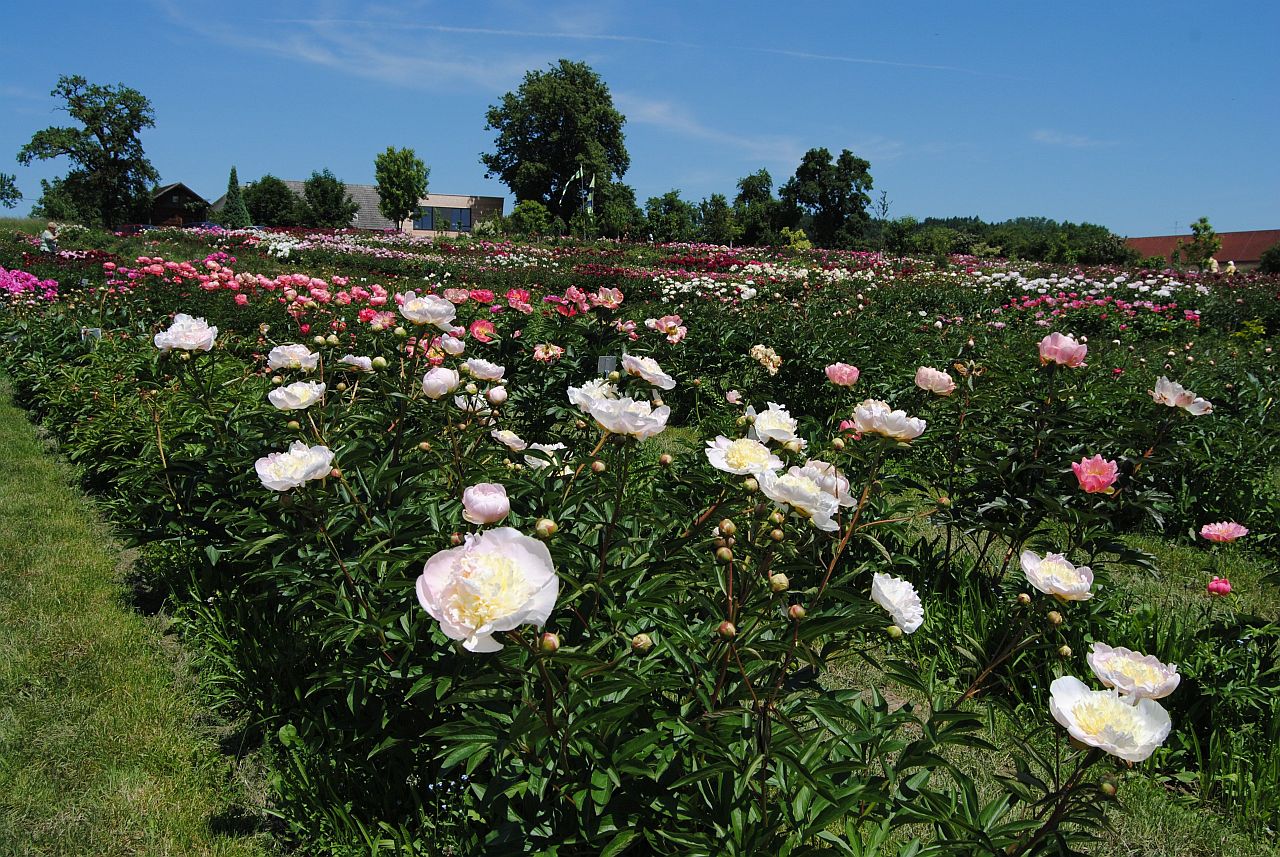 Pfingstrosengarten Miely