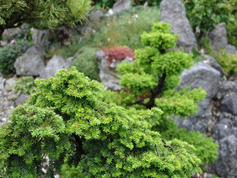 Bonsai Penjing Garten