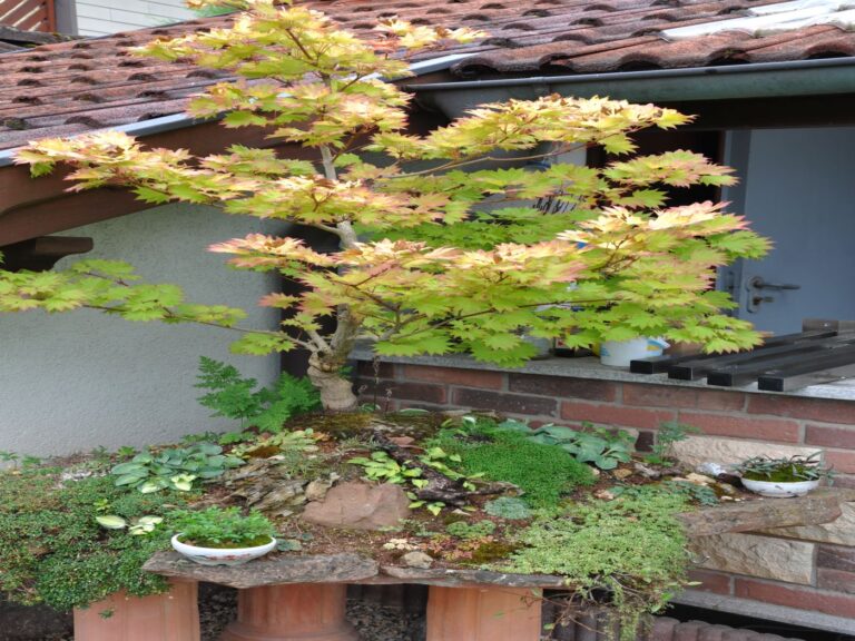Bonsai Penjing Garten